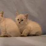 Сибирские невские маскарадные котята