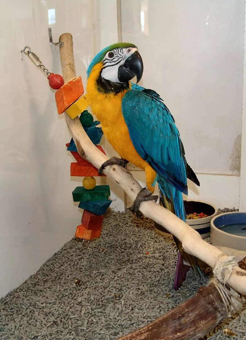 Мы продаем очень дружелюбный синий и золотой попугаев ара.